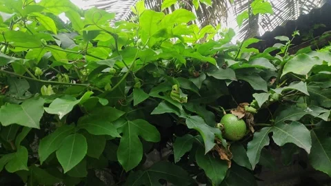 Closeup view of unripe green passion fruit showing smooth skin and natural .. Stock Footage 337040997