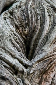 Closeup view of unusual tree bark texture. Suitable for an abstract background. Stock Photos