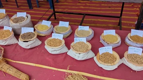 Closeup view of various grains and paddy sheaves displayed at krishi mela e.. Vidéo 334554196