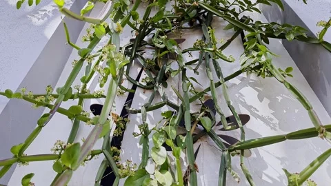 Closeup view of veldt grape plant climbing on wall showing green trailing v.. Vídeos de archivo 335879978