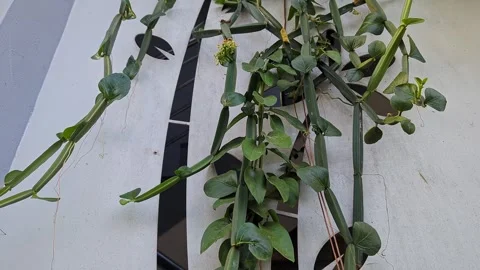 Closeup view of veldt grape plant climbing on wall showing green trailing v.. Stock Footage 335880228