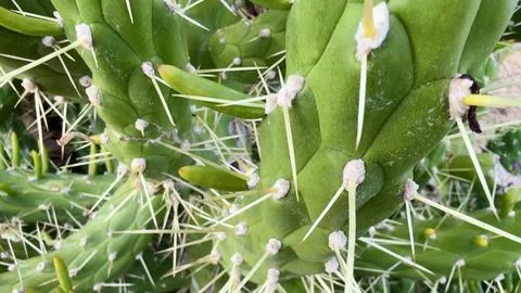 This is a closeup view of a vibrant cactus showcasing its spines along with.. Stock Photos