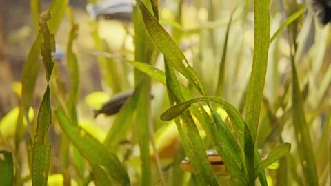 A closeup view of vibrant green aquatic plants thriving in their natural habitat Stock Footage 308415401
