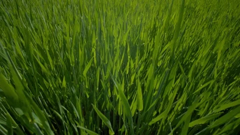 A closeup view of a vibrant green grass field, perfect for use as stock footage Video stock 309143330