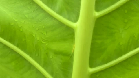 Closeup view of vibrant green leaf with intricate vein patterns and water d.. Stock Footage 339425586