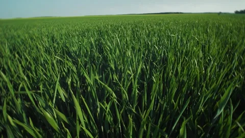 Closeup view of vibrant green rice fields swaying gently in the soft breeze with Stock Footage 311259614