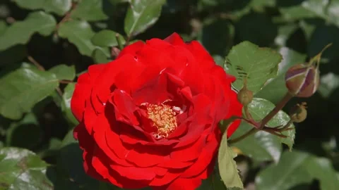 Closeup view of a vibrant red rose flower and buds blossoming in the garden. Stock Footage 332522255