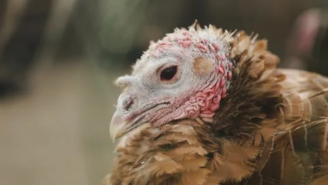 A closeup view of a vibrant turkey captured in its natural habitat during the Stock Footage 311530128