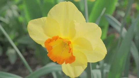 Closeup view of vibrant yellow daffodil with orange center in sunlight Видео 279897512