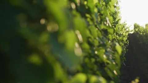 Closeup view of a vineyard. Stock Footage 132973425