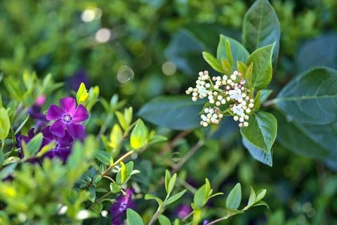 Closeup view of violet common periwinkle (Vinca Apocynaceae) flowers Stock Photos