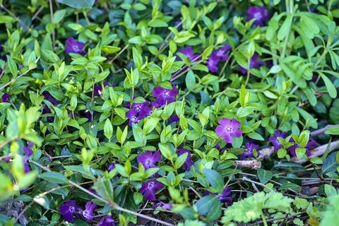 Closeup view of violet common periwinkle (Vinca Apocynaceae) flowers Stock Photos
