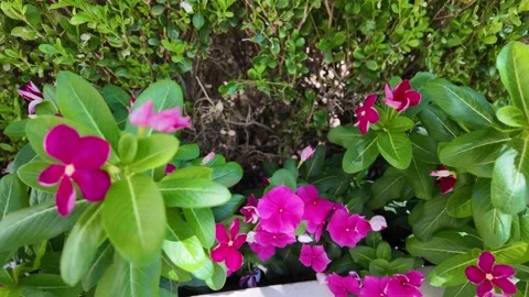 Closeup View of Violet Flowers Blooming in a Vibrant Garden Stock Footage 317763555