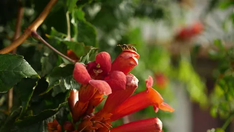 A closeup view of a wasp flies away on flowers in the local botanical garden. Stock Footage 196822237