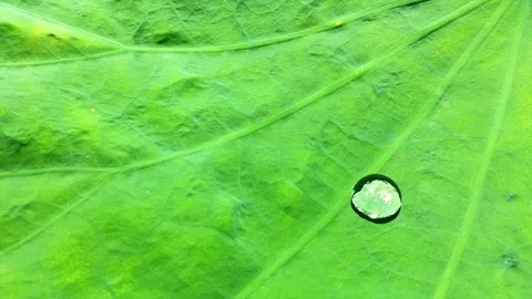 Closeup view of water drop on green lotus leaf Stock Footage 77248977