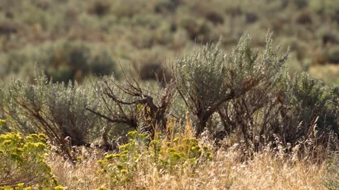 Closeup View of Western Sagebrush Gently Blowing in the Wind on a Sunny Day Stock Footage 151704564