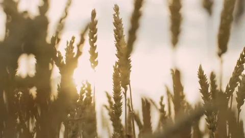 Closeup view of a wheat and a beautiful sky in the background. Stock Footage 136877706