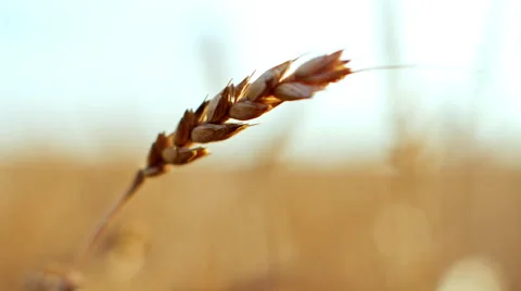 Closeup view of wheat ear Stock Footage 63117855