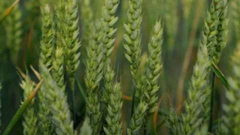 A CloseUp View of a Wheat Field That is Fully Ready for Harvesting Season and Stock Footage 311956422