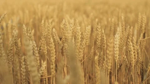 Closeup view of wheat. Stock Footage 136877587