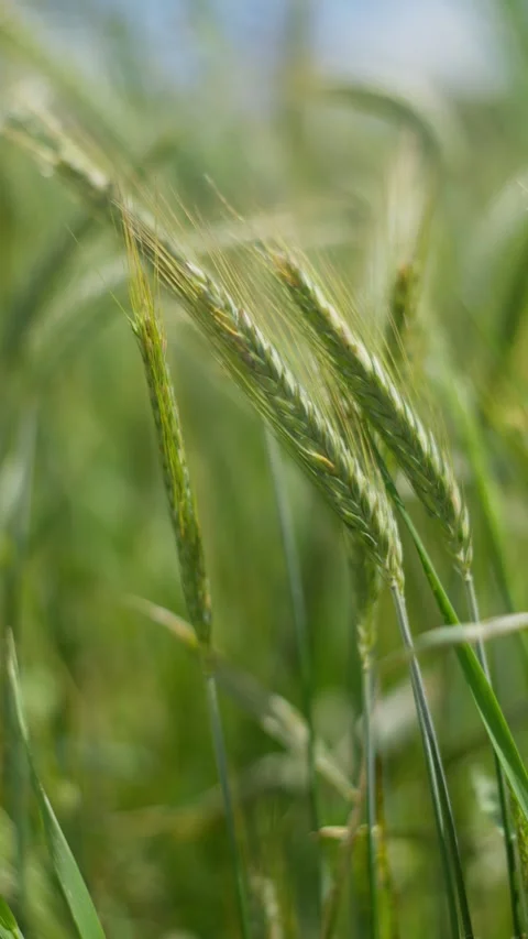 A CloseUp View of Wheat Swaying in a Windy Field Surrounded by a Clear Blue Sky Stock Footage 304759165