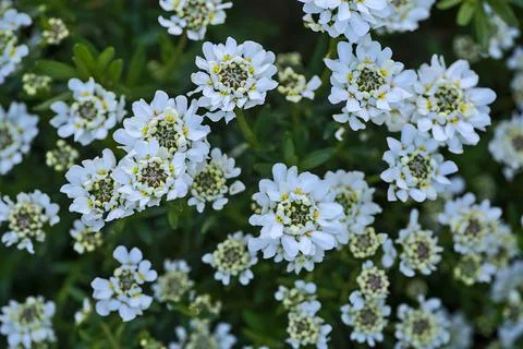 Closeup view of white candytuft (Iberis) flowers with tiny yellow filaments Stock Photos