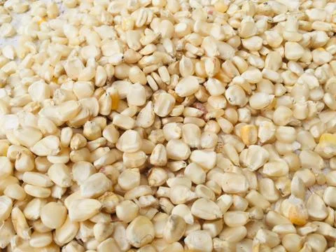 Closeup view of white corn ,Maize seeds.Selective focus. 写真素材