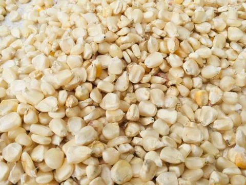 Closeup view of white corn ,Maize seeds. Stock Photos