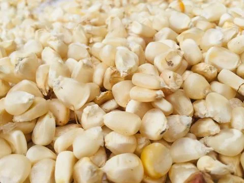 Closeup view of white corn ,Maize seeds.Selective focus. Stock Photos