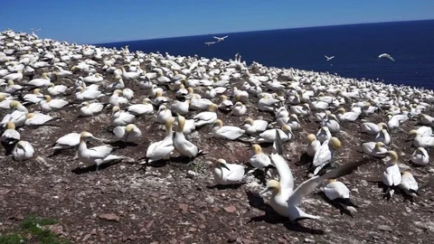 Closeup view of white Gannet bird colony nesting on cliff on Bonaventure Island Stock Footage 80166032
