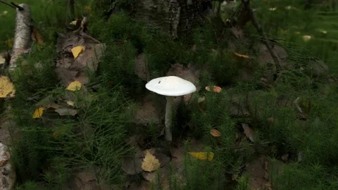 Closeup view of white poisoning grebe mushroom growing in autumn forest. Stock Footage 146332342