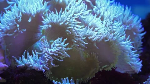 Closeup view of the White Sebae Anemone (Macrodactyla doreensis) Stock Footage 241815326