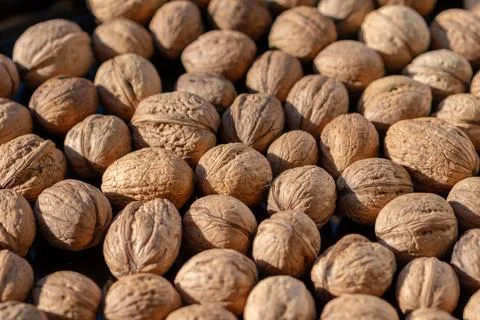 Closeup view of whole walnuts scattered densely in warm natural sunlight Stock-Fotos