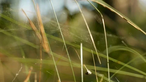 Closeup view of wild grass in spring forest. Shallow depth of field. Stockbeeldmateriaal 90018260