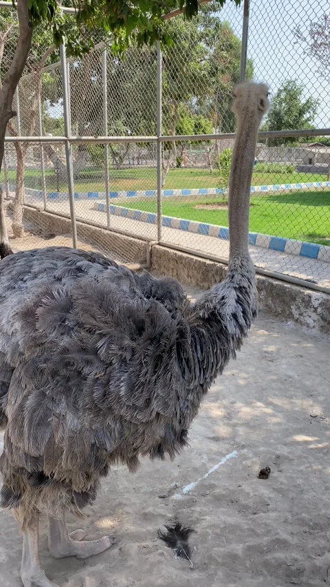 Closeup View of Wild Ostrich Bird Stock Footage 289570079