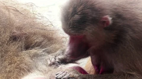 Closeup view of wild rhesus monkey cleaning fleas from other monkey fur Stock Footage 85427525