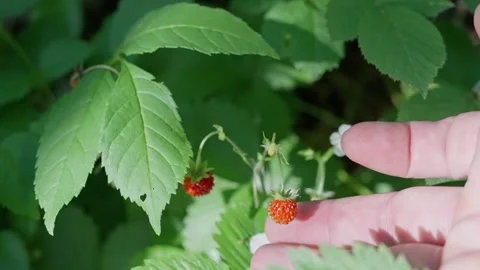 A closeup view of wild strawberries found in their natural environment, held by Stock Footage 311448244