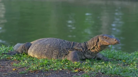 Closeup view of wild striped varan lying near the pond Stock Footage 72669738