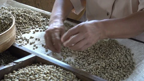 Closeup view of woman sorting coffee beans on plantation on Java, Indonesia Stock Footage 78434614