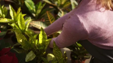 Closeup view of woman's hands examining and arranging flowerpot with aucuba Stock Footage 84127083