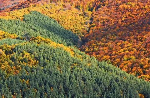 Closeup view of the woods in the fall Stock Photos