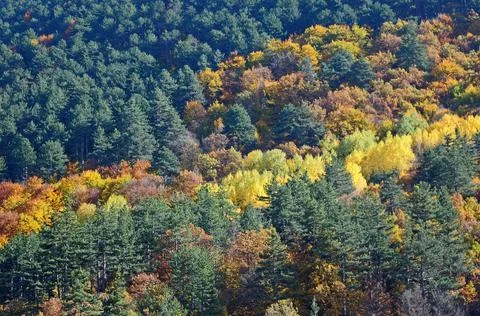 Closeup view of the woods Stock Photos