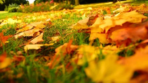 Closeup view of yelllow maple leaves in city park grass. Stock Footage 82677943