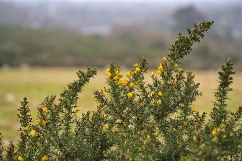 Closeup view of yellow gorse (Ulex) wild flowers growing everywhere in Ireland Stock Photos