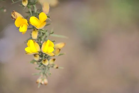 Closeup view of yellow gorse (Ulex) wild flowers growing everywhere in Ireland Stock Photos