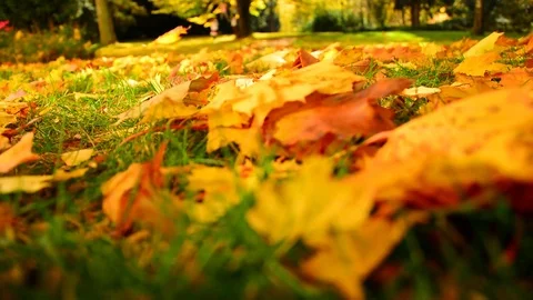Closeup view of yellow maple leaves in city park grass. Stock Footage 82677964