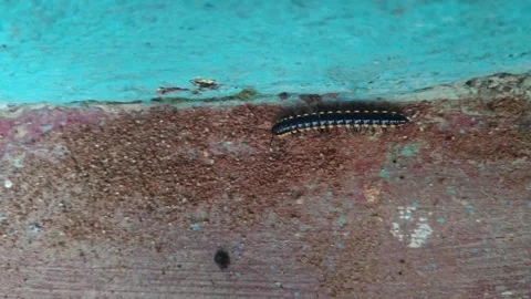 Closeup view of yellow spotted millipede showing segmented body and detaile.. Stock Footage 337042042