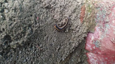 Closeup view of yellow spotted millipede showing segmented body and detaile.. Stock Footage 337042092