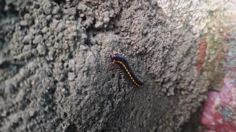 Closeup view of yellow spotted millipede showing segmented body and detaile.. Stock Footage 337042154
