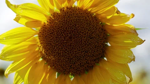Closeup view of yellow sunflower in the wind Stock Footage 64771574
